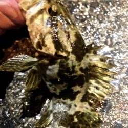 やっと春を告げてくれた